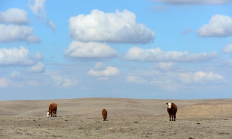 Cattle roam dirt-brown fields on the outskirts of Delano, in California’s Central Valley. Scientists predict future droughts will be far worse than the one in California. Photograph: Frederic J Brown/AFP/Getty Images 